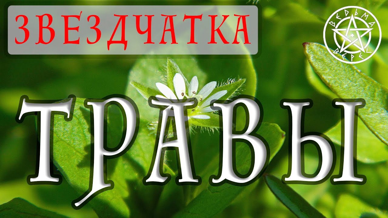 ЗВЕЗДЧАТКА ЯДОВИТАЯ &ndash; КАК НЕ ОБМАНУТЬСЯ