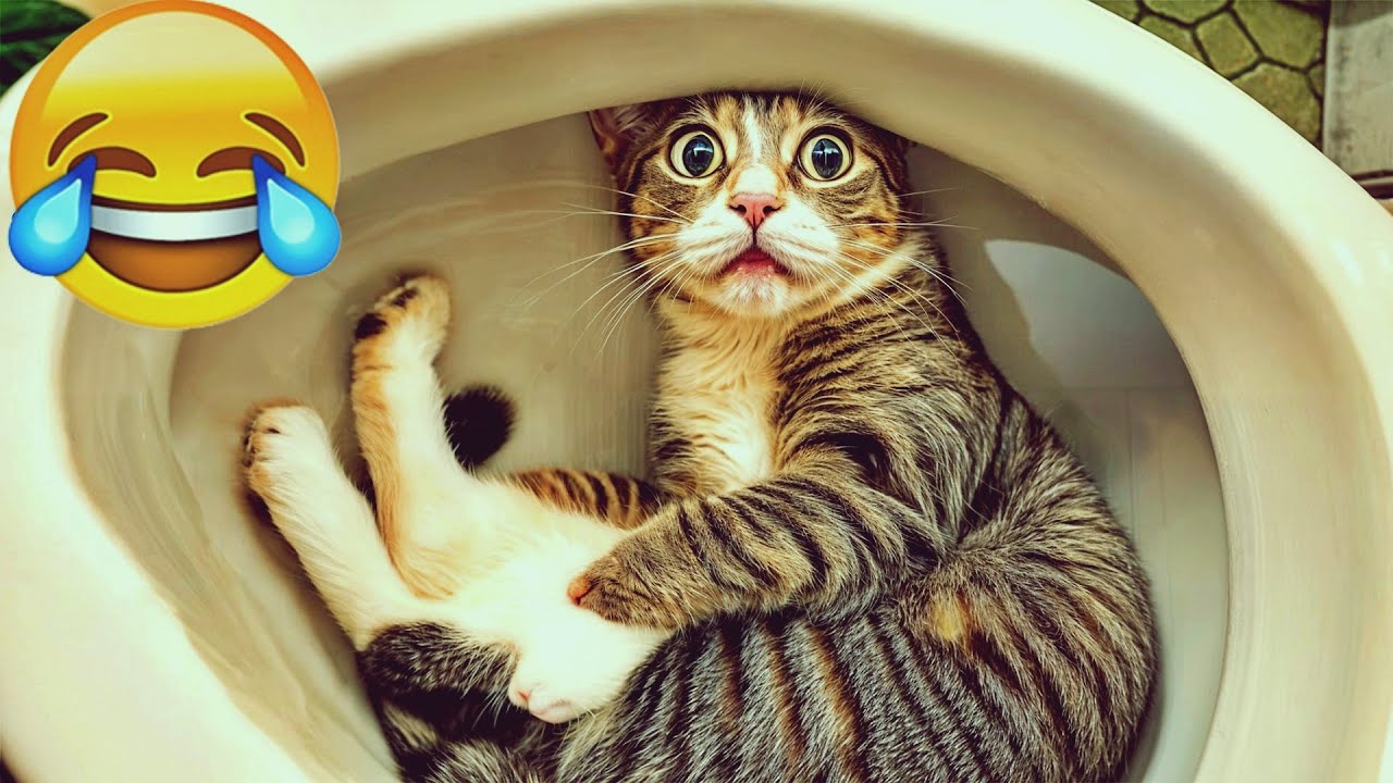 Laugh Till You Drop Watching These Pets! 𝐅𝐮𝐧𝐧𝐢𝐞𝐬𝐭 𝐃𝐨𝐠𝐬 𝐚𝐧𝐝 𝐂𝐚𝐭𝐬 𝟐𝟎𝟐𝟒 🐱