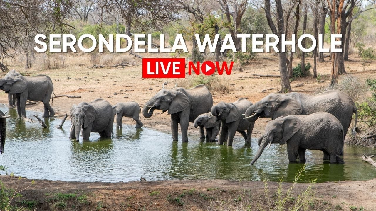 Serondella | LIVE Wildlife Camera - South Africa