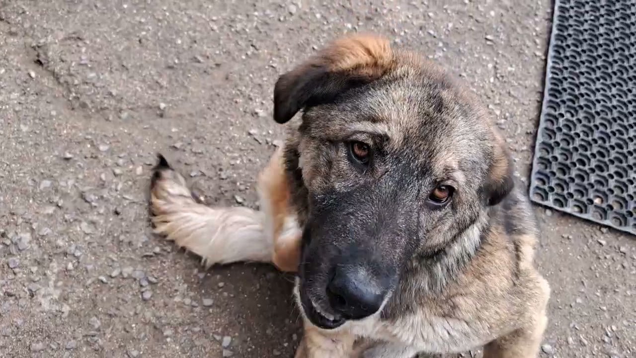 СОБАЧКИ ❤️ Верные Друзья в мире 