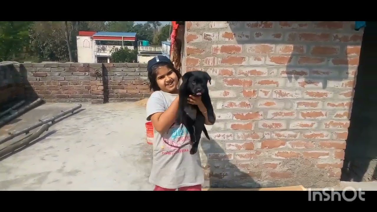জিমি দুষ্টুমিতে কেটে যাচ্ছে সারাদিন 💕