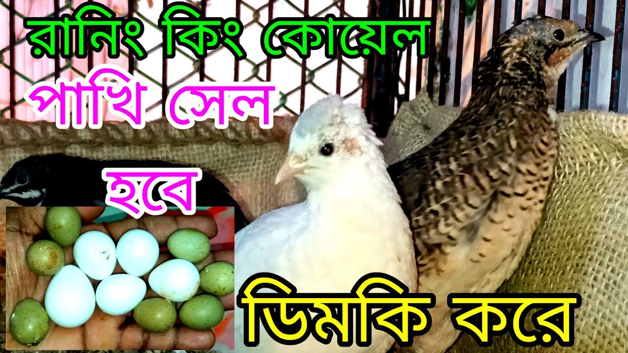 রানিং কিং কোয়েল পাখি কোয়েল পাখি ভিডিও সেল হবে #কোয়েল_পাখি #কিং #কোয়েল_পাখি #koel #pakhi #video
