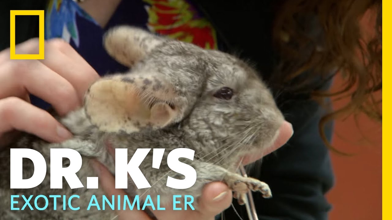 Animal Update - Kirby the Chinchilla |  Dr. K's Exotic Animal ER