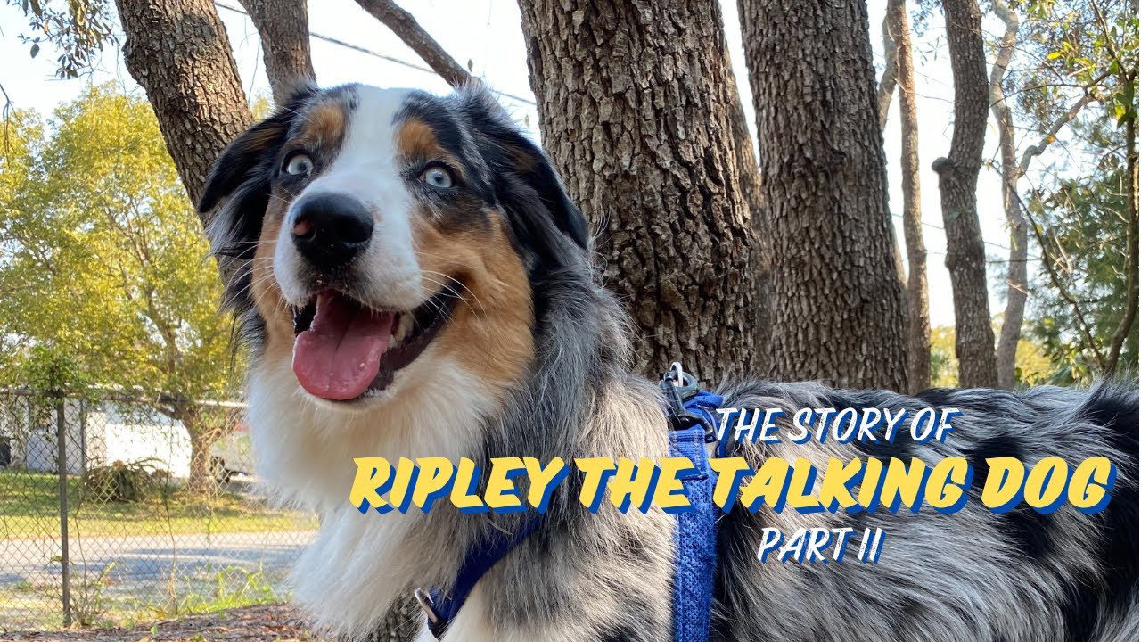 The Story of Ripley the Talking Dog - Part II
