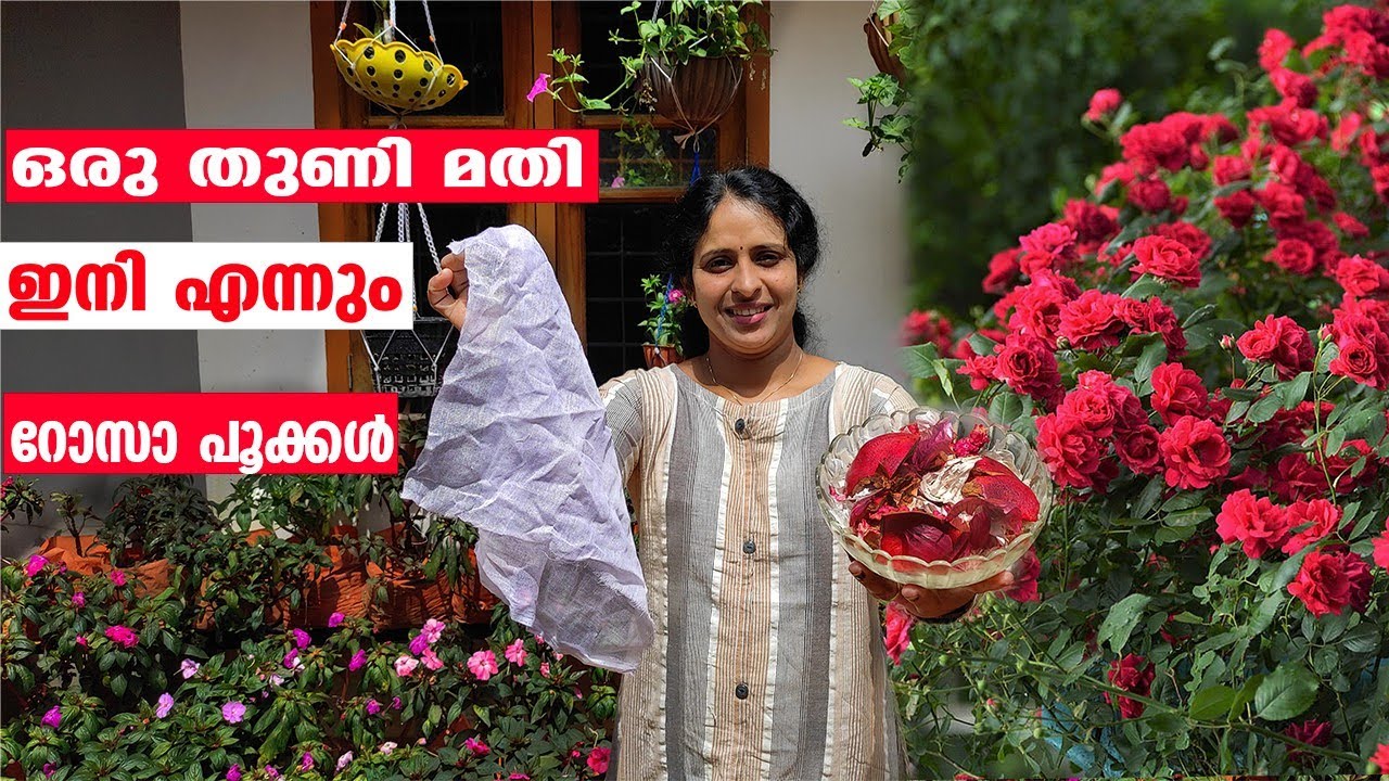 കരിയാറായ റോസയിൽ പൂക്കൾ കൊണ്ട് നിറക്കാം ഒരു തുണി മതി |A cloth is enough to fill rose flowers