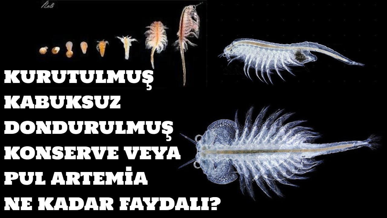 Kurutulmuş, Kabuksuz, Dondurulmuş, Konserve veya Pul Artemia Ne Kadar Faydalı?