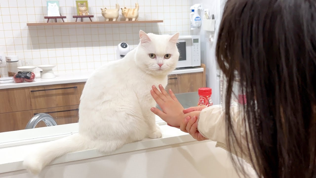１年ぶりに姪っ子に会った猫の反応がこちら…笑