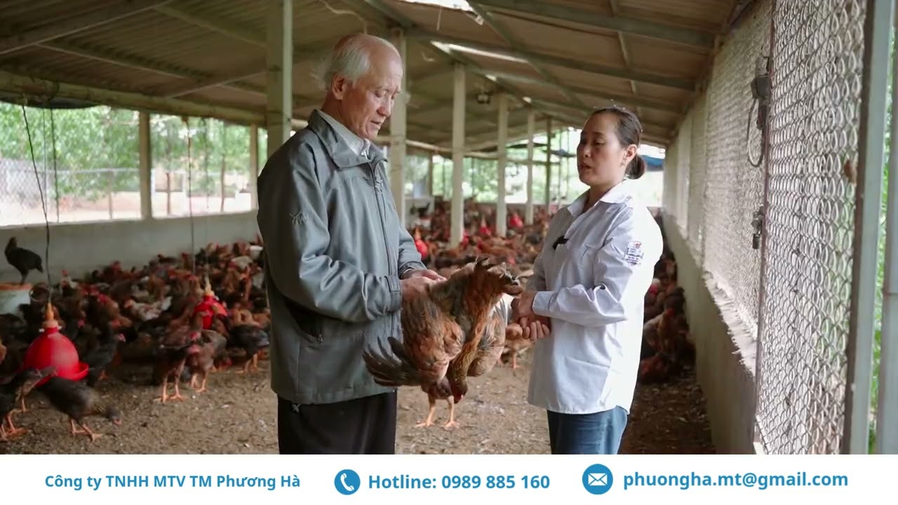 CÁCH NHẬN BIẾT BỆNH VIÊM KHỚP TRÊN GÀ VÀ CÁCH ĐIỀU TRỊ