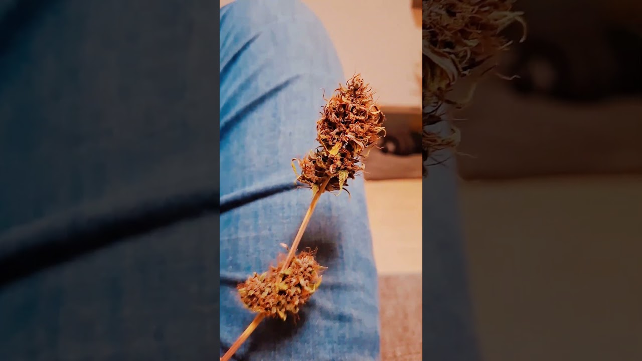 #sensiseeds #music #bobmarley  tomatos