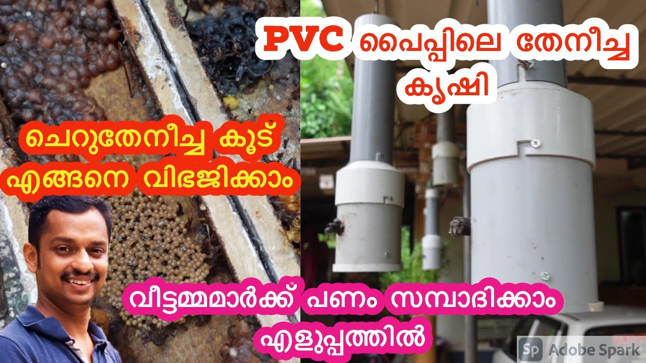 cheru theneecha valarthal #cherutheneecha valarthal pvc pipe #cherutheneecha colony dividing #kl06