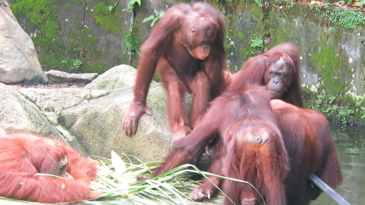 Child orangutan gets lots of glooming / たくさん毛繕いしてもらう子どもオランウータン