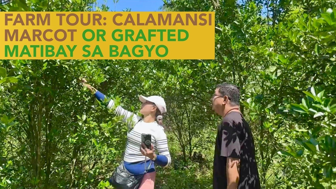 Farm Tour sa Calamansi at Coconut Farm ni Mr. Oil Rig Manager!