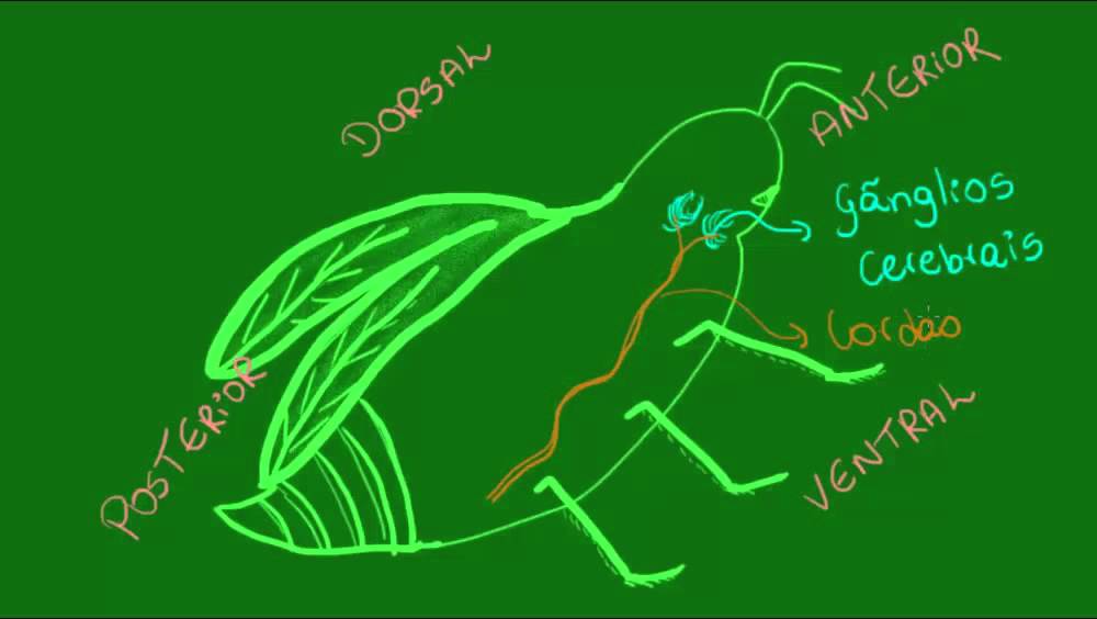 Sistema nervoso dos Artrópodes - Zoologia - Biologia