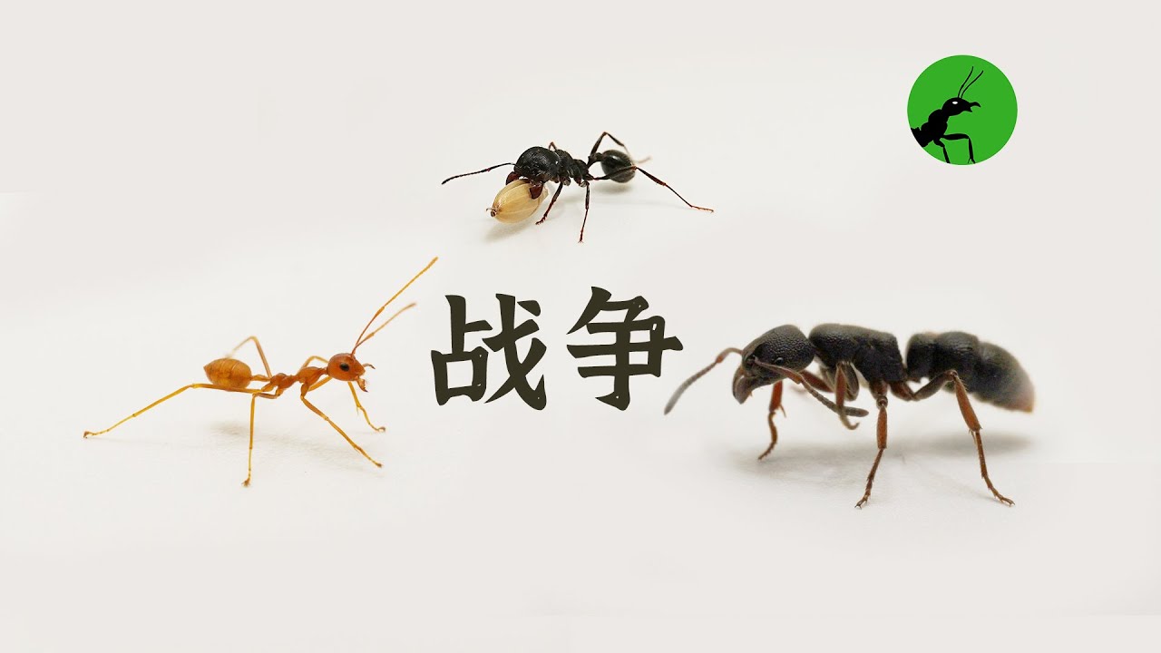 这是蚂蚁间的战争，呃..还有一个战五渣...