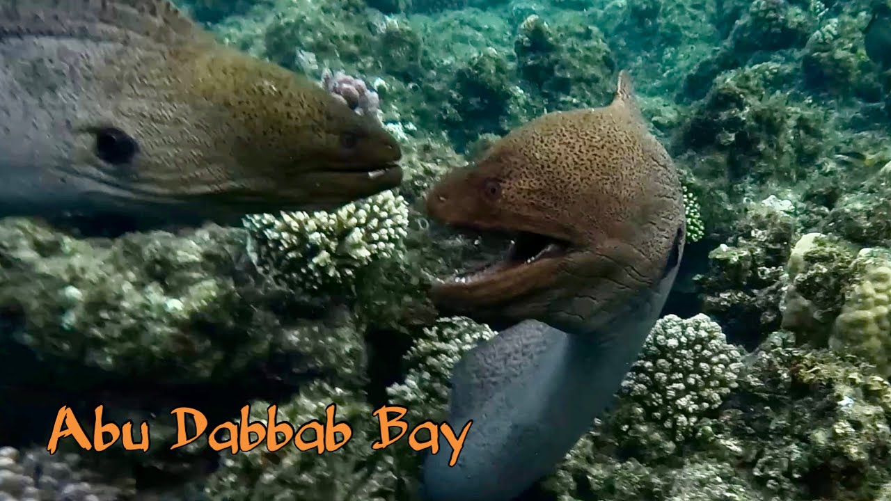 Abu Dabbab Beach       #gopro #insta #redsea 
