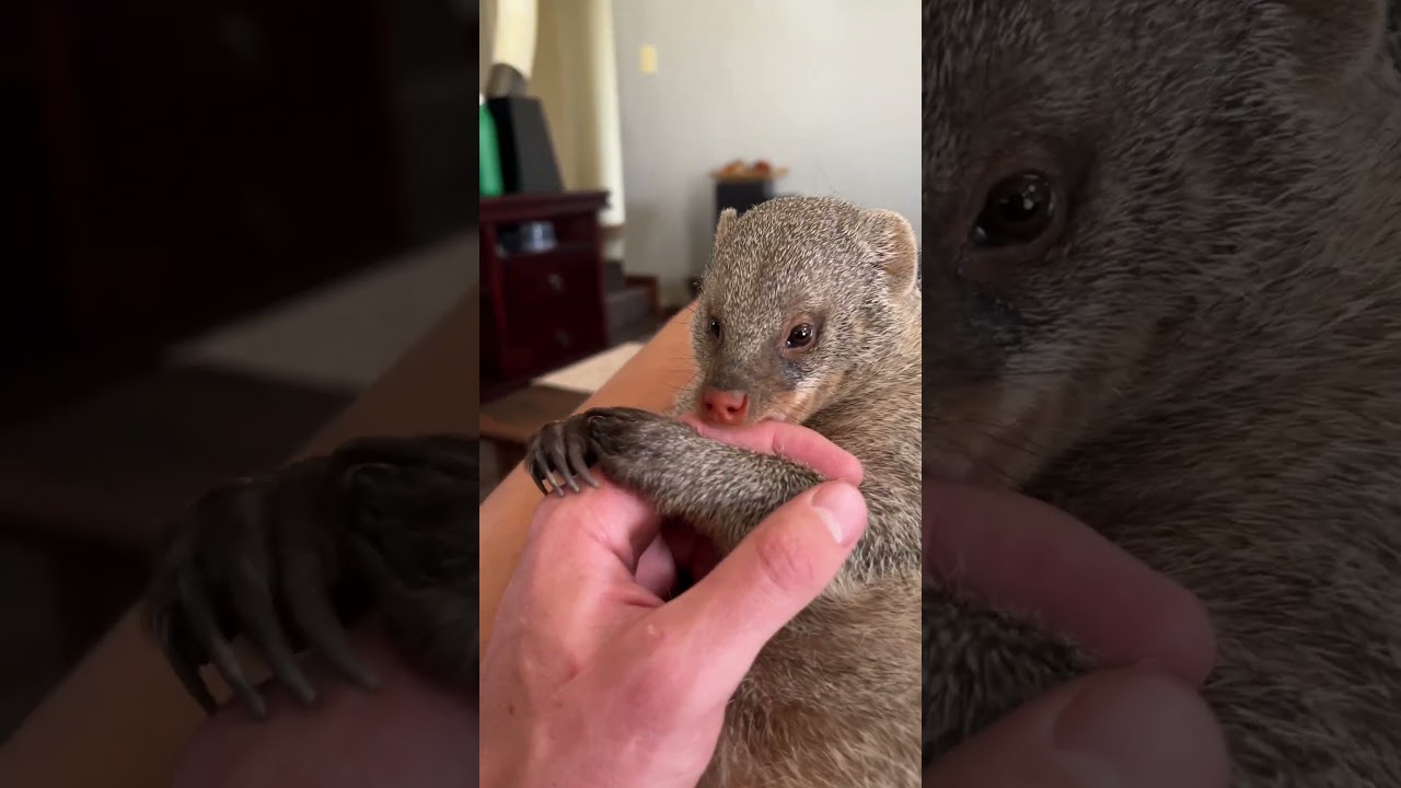 Zoey the Vampire Mongoose! 🧛🏼🤣 #cute  #animals  #mongoose  #funny