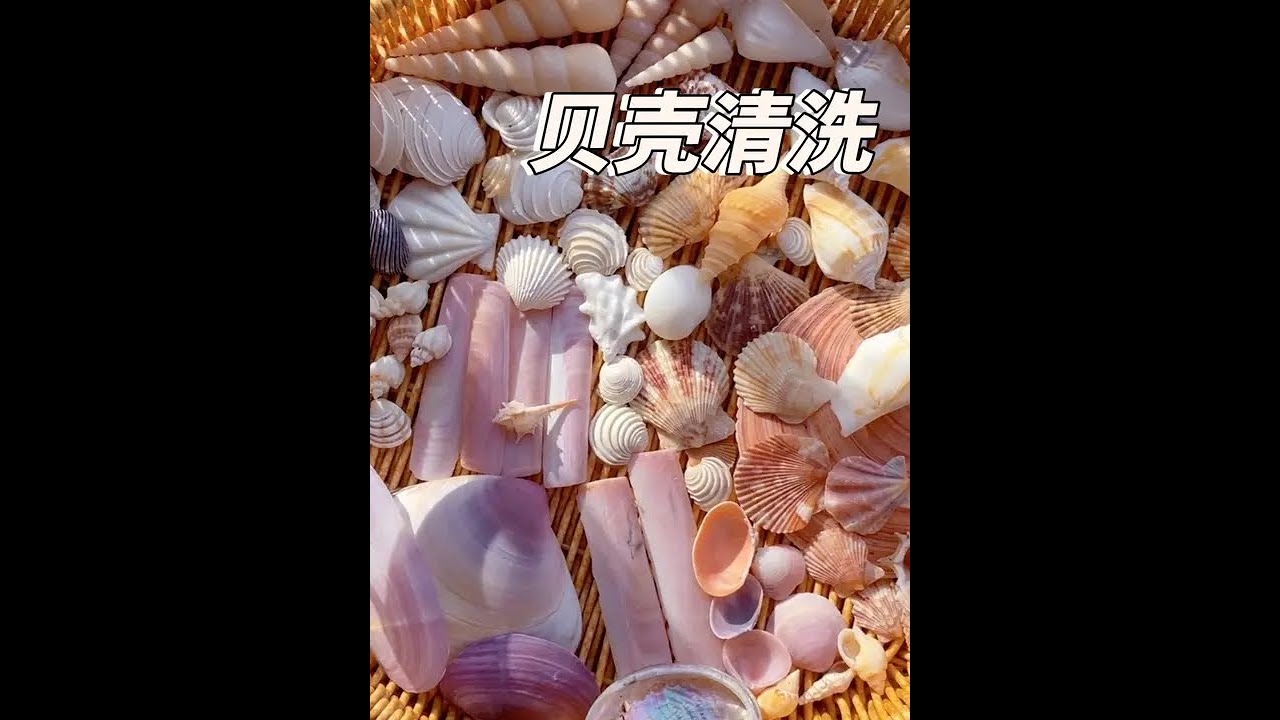 贝壳清洗 洗完晾干突然觉得北海市区捡的贝壳也挺好看👀看到最后#大海的馈赠 #治愈系 #贝壳 #海边生活 #北海