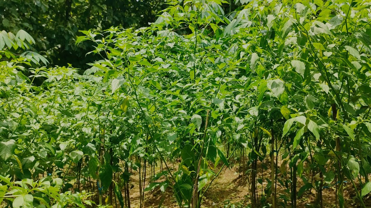 POHON CABE YANG MULAI BERBUAH DILAHAN KERING