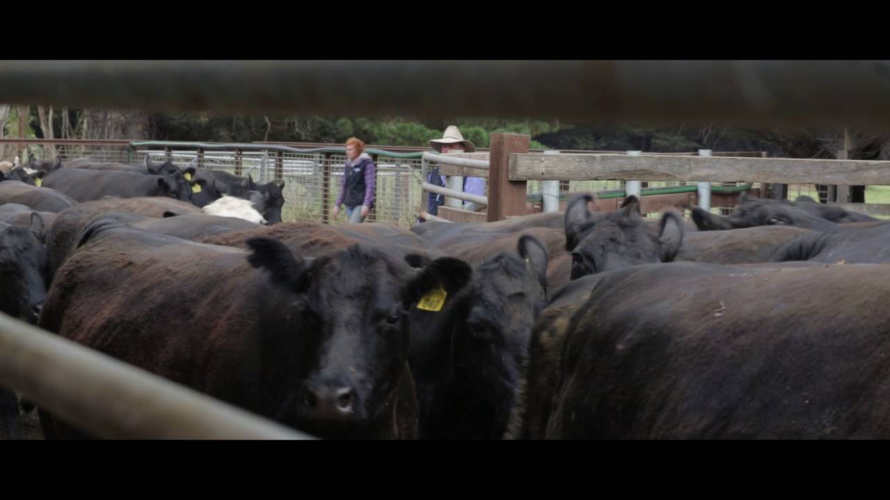 grass-fed beef from Australia