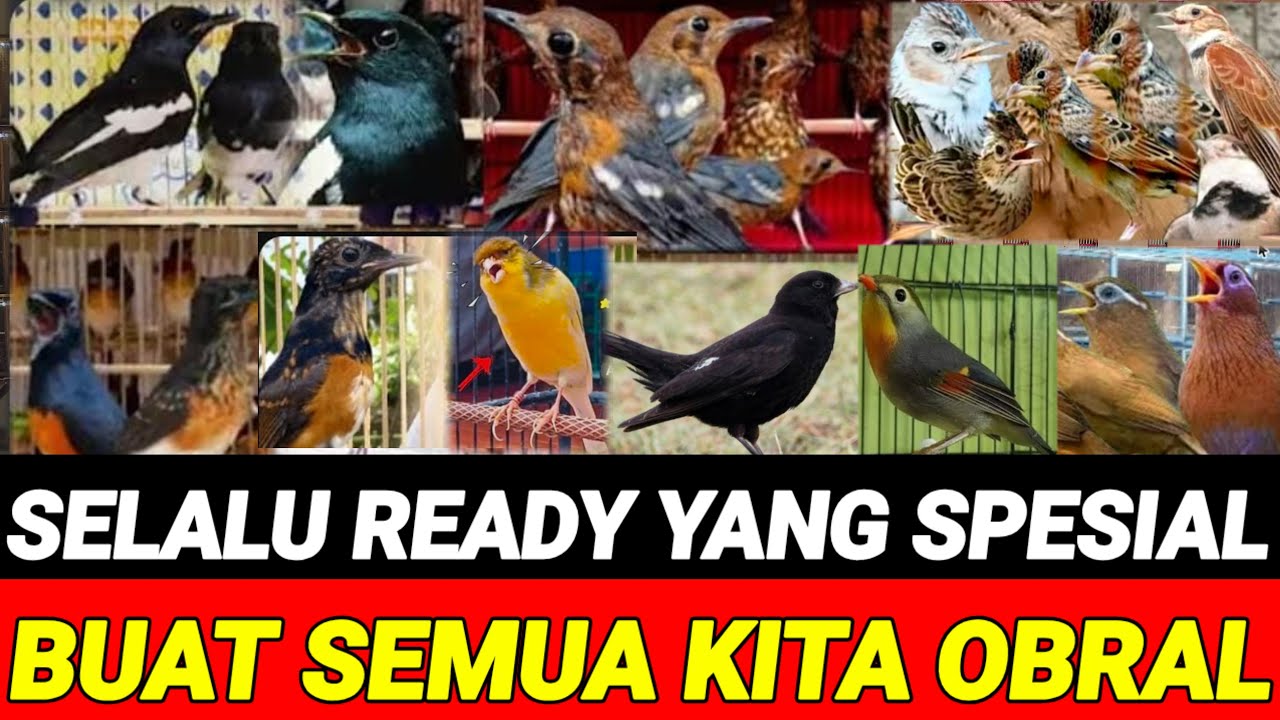 🔥 SELALU READY YANG SPESIAL ! KITA OBRAL SEMUANYA 0838-7553-6945