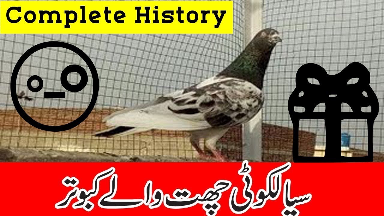 Sialkoti Chat Walay Kabootar History | Chat Walay Kabootar Ki Pehchan
