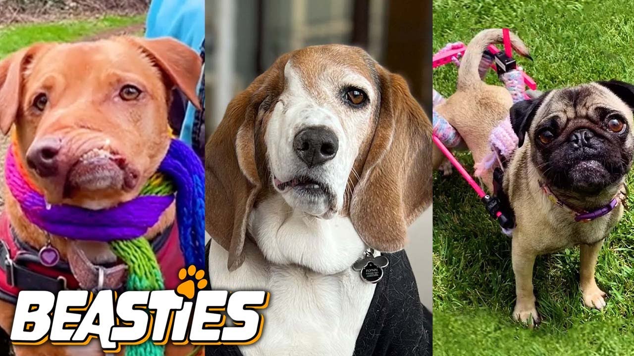 These Disabled Dogs Will Melt Your Heart | BEASTIES