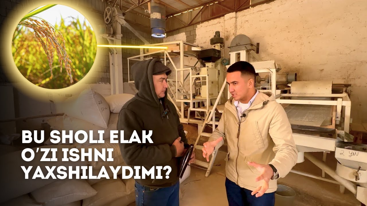 Sholi Xoroz Qurib Ishlatish Qanchaga Tushadi? | O'zi Daromad Olayotganlar Bormi?