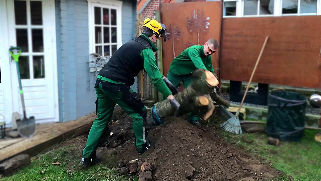 Kustorez. Cherry tree removal. Pruning at the root.