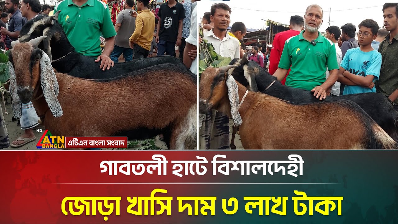 গাবতলী হাটে বিশালদেহী জোড়া খাসি দাম ৩ লাখ টাকা | gabtoli | ATN BANGLA