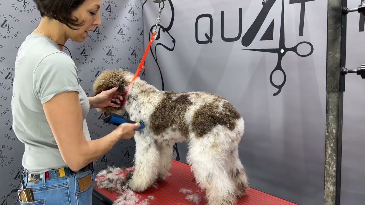 COME EFFETTUARE LA TOSATURA DEL CORPO DEL LAGOTTO ROMAGNOLO CON I RIALZI