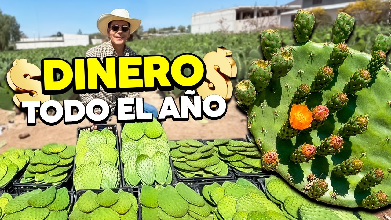 Probé el cultivo MÁS RESISTENTE de México y genera dinero TODO el año NOPAL VERDURA