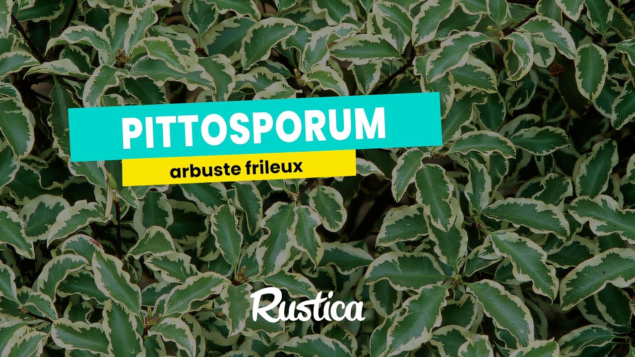 Pittosporum cultivé en pot : rempotage et hivernage