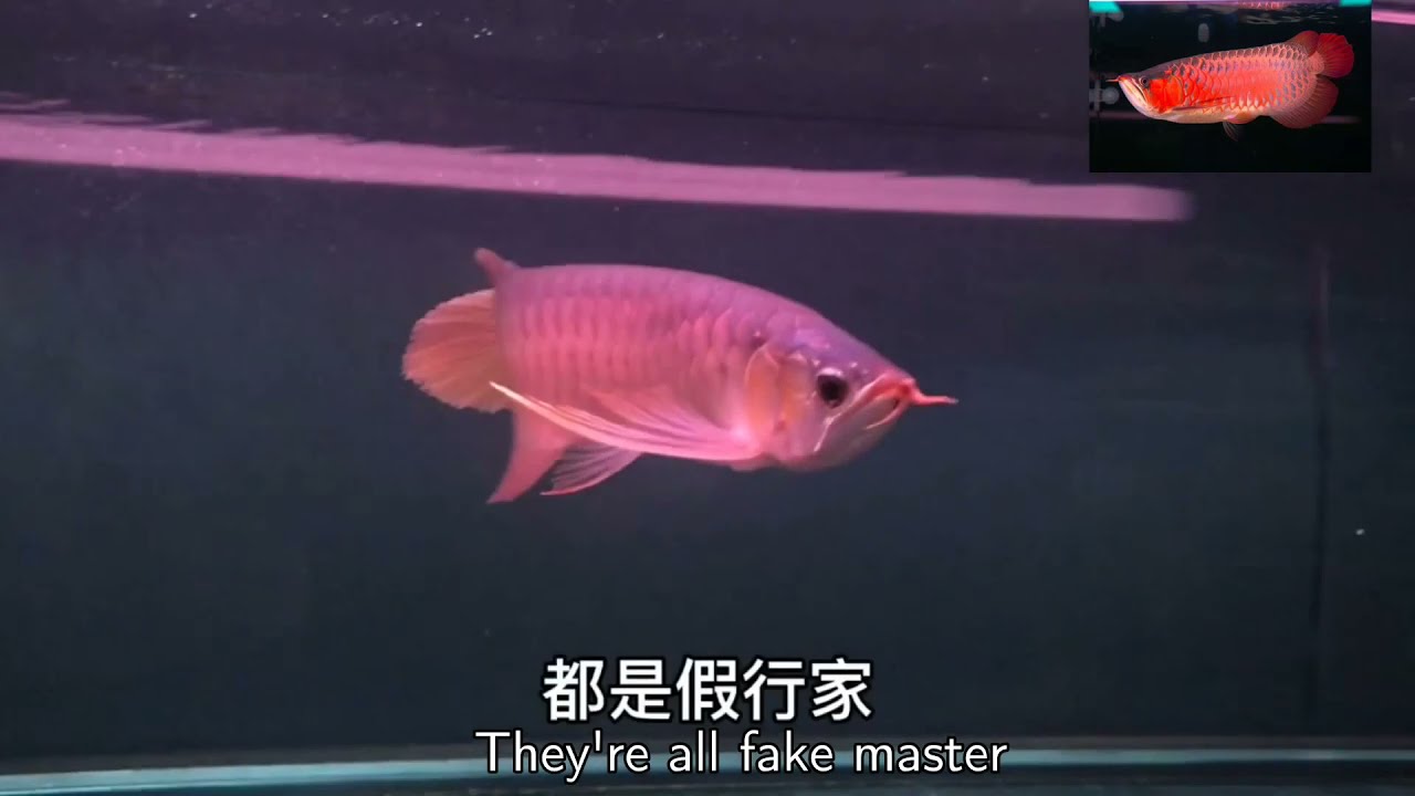 #16 苦等数月，终于到了！老孙为啥半夜去龙鱼店？一个字——抢！
