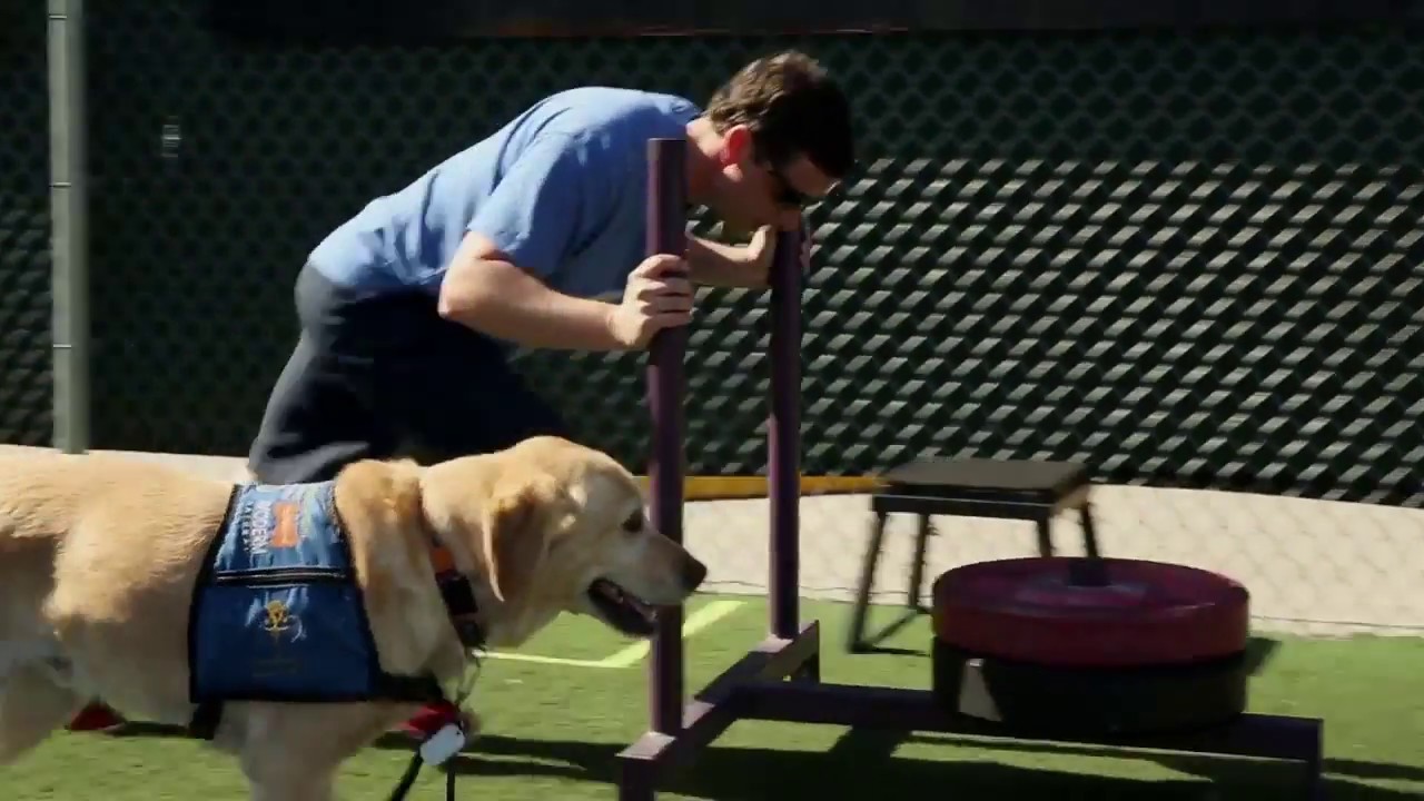 Dogs4Diabetics: Life-Saving Partnership - 