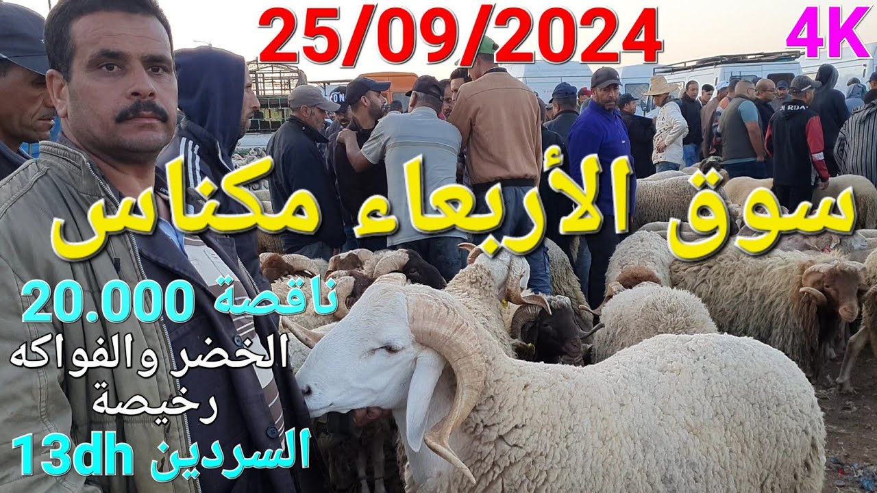 أثمنة الغنم والبقر واللحوم والخضر سوق الأربعاء صوريا مكناس اليوم 25/09/2024