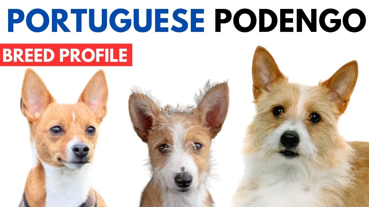 Portuguese Podengo Breed Profile History - Price - Traits - Podengo Grooming Needs - Lifespan