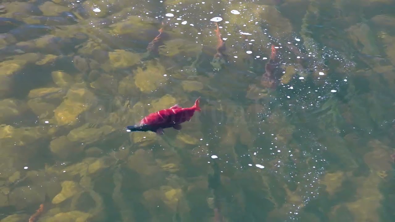 Stock Video - Kokanee Salmon spawning with Brown Trout in the Provo River