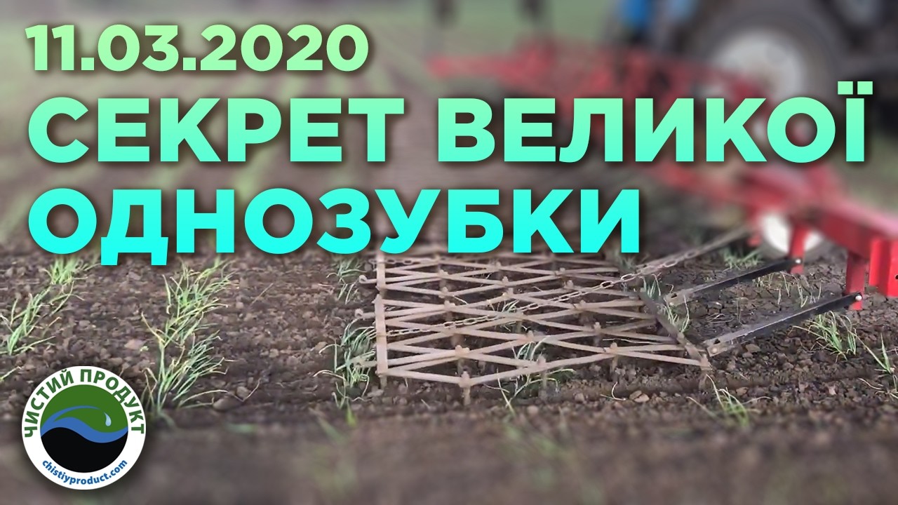 АРХІВ. Як виростити велику однозубку: Секретна технологія 2-річного циклу