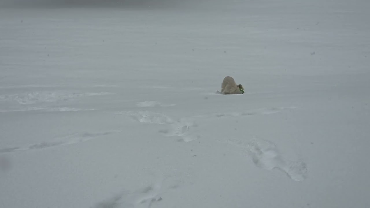 1-25-26 Yeti