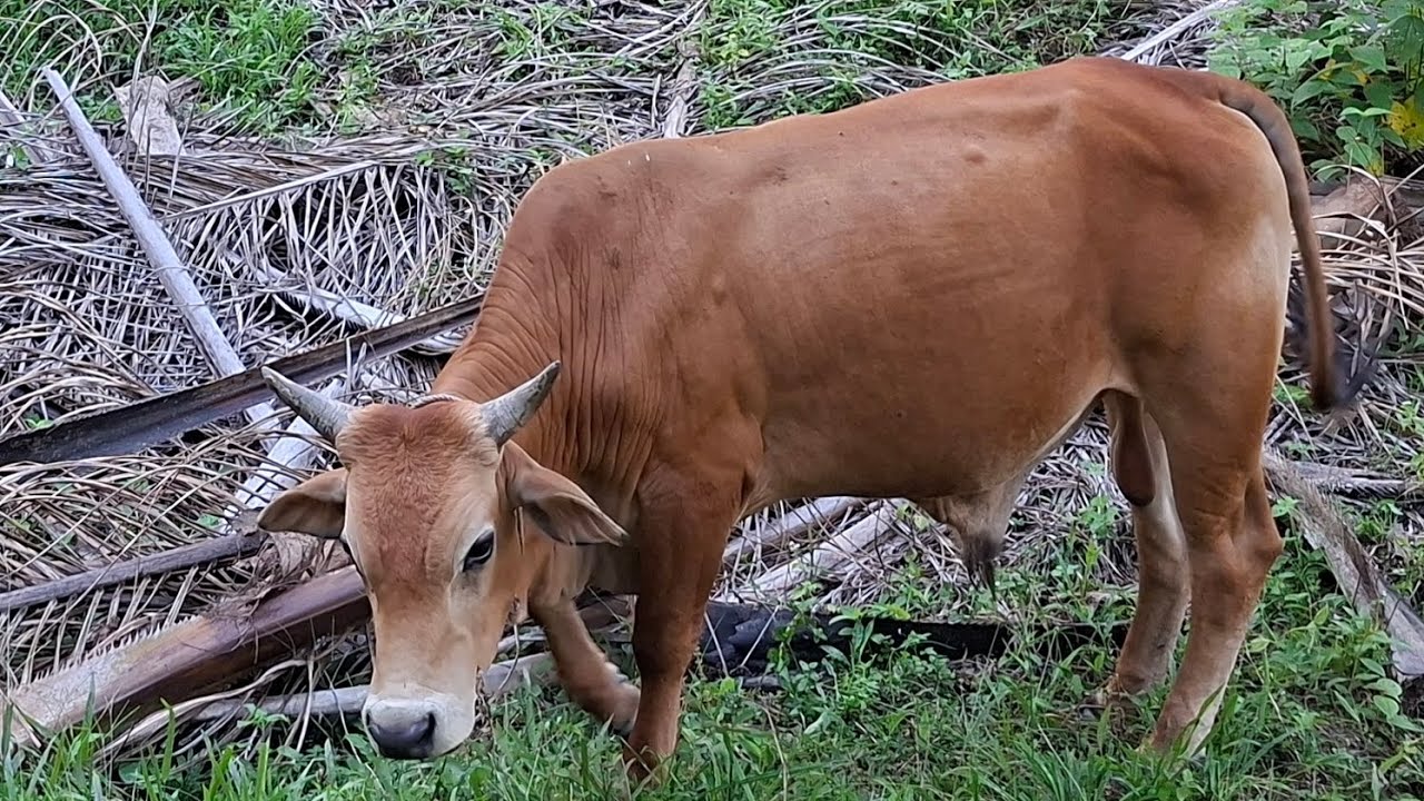 AKTIVITAS ANGON SAPI !! SAPI SEHAT DAN GEMUK