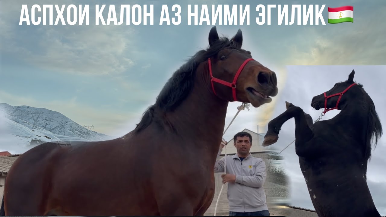 Аспҳои нав аз Наими Эгилик 🇹🇯29 марта 2024 г.