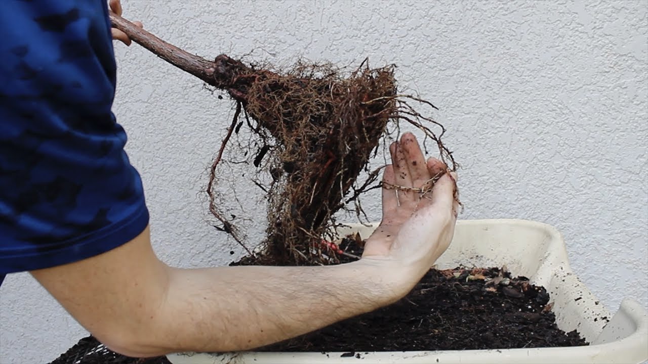 Turning a Bald Cypress Tree Into a Bonsai! Pt.1 (Only $5!!!)