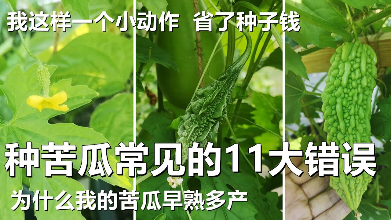 种苦瓜常见的11个大错误, 不花一分钱还早熟高产 How to grow lots of bittermelons