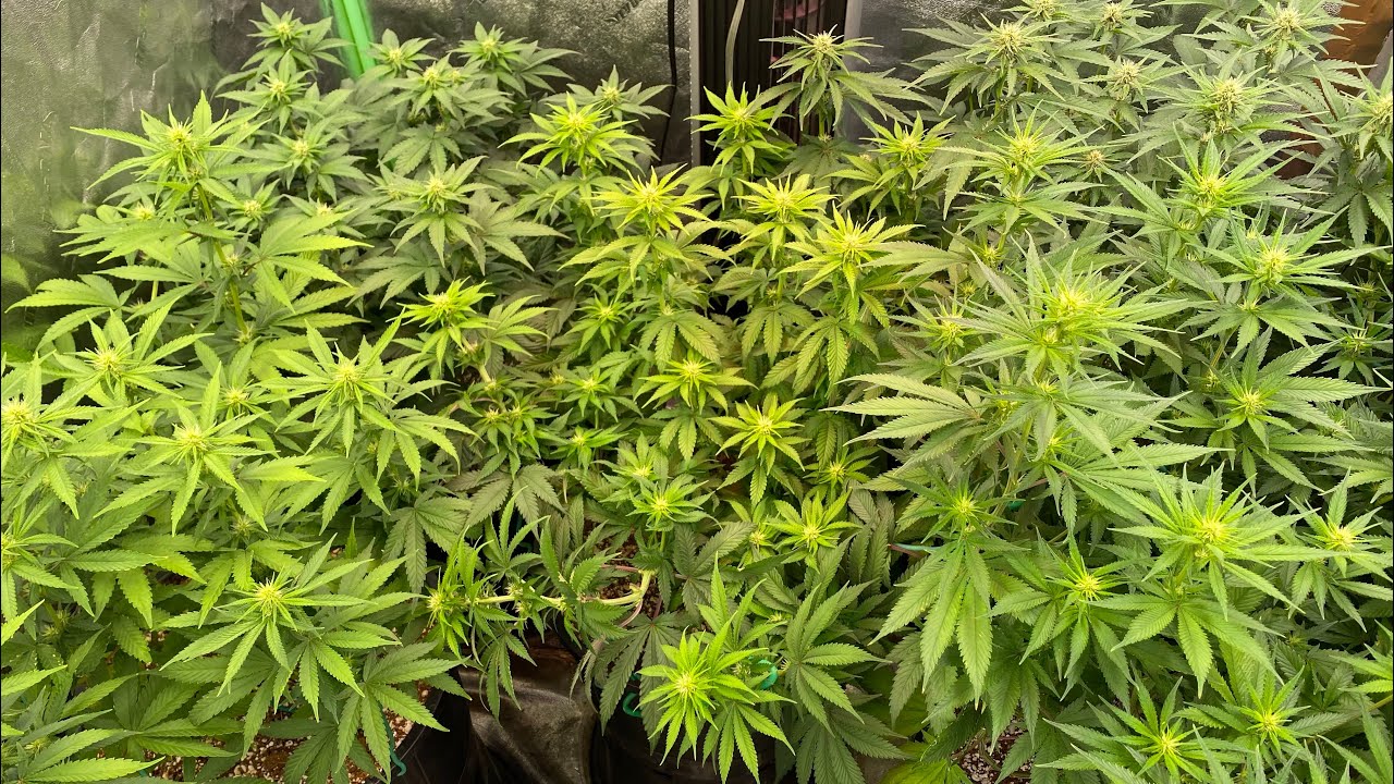 ChemDawg91 or Strawberry Lemonade: Which to Cull??? Week 2F Cannabis Grow