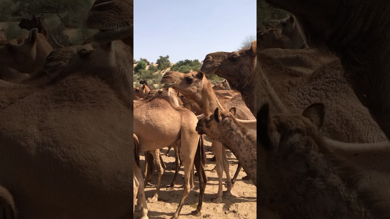 Camel herd in desert #shorts