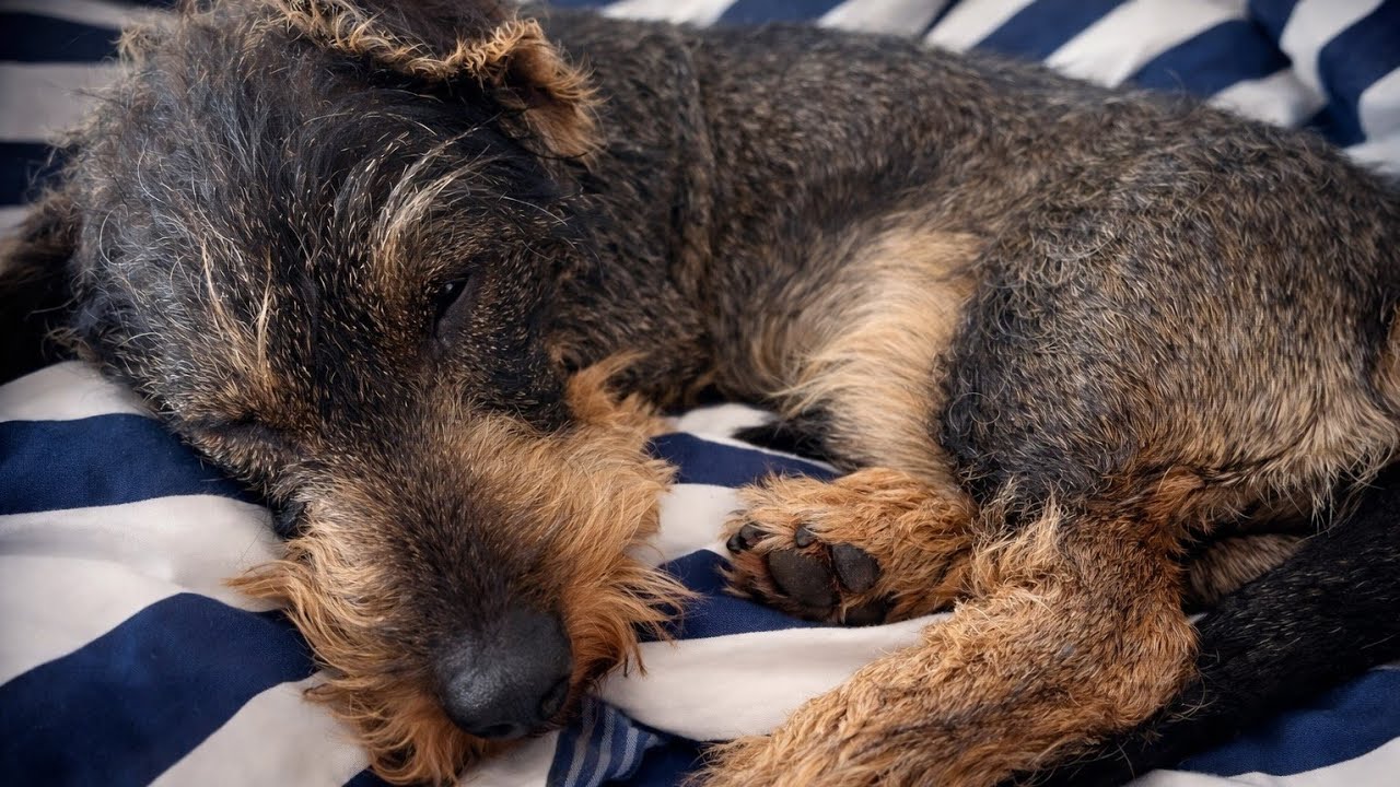 Teddy the Dachshund Woke Up to Big Trouble 