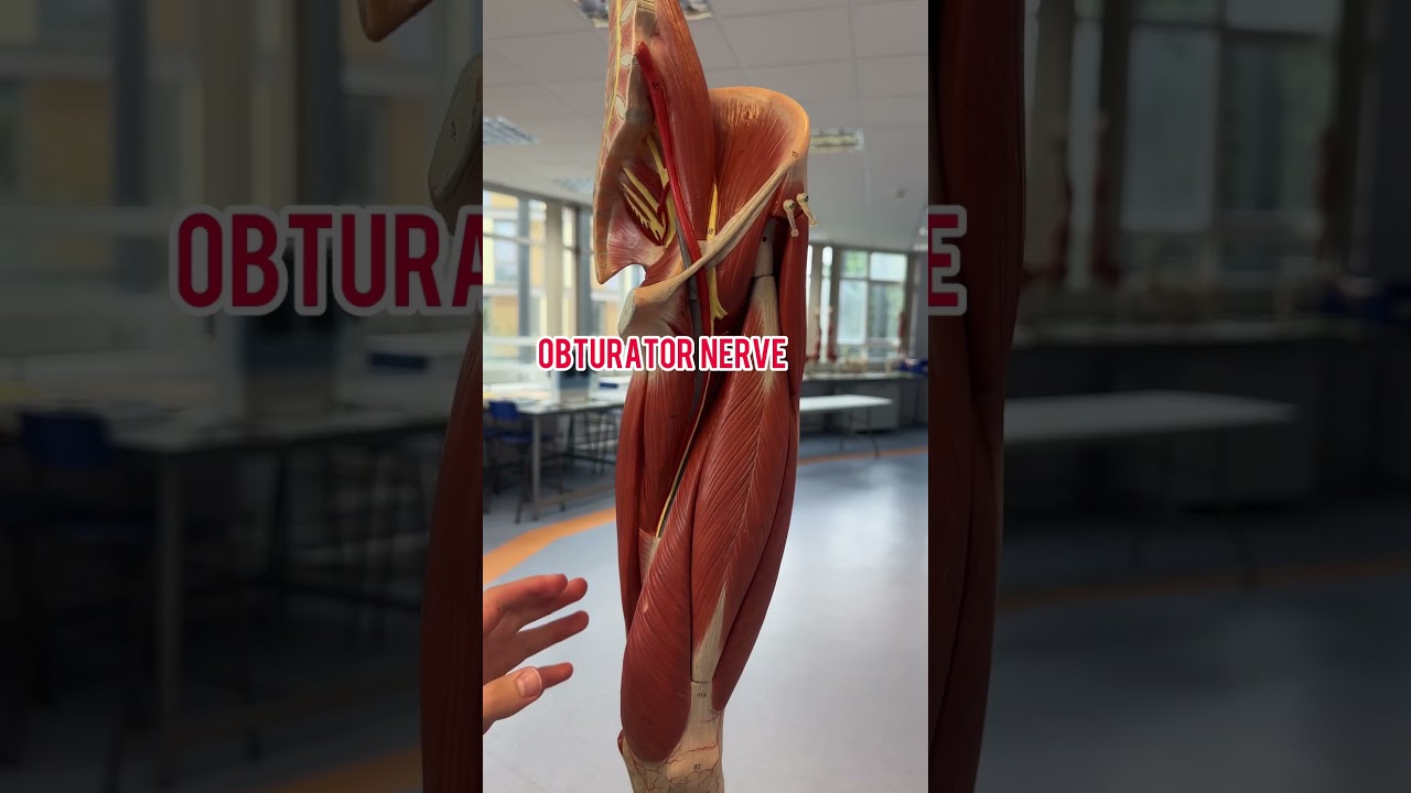 I bet you didn&rsquo;t know all these nerves! #doctor #mbbs #medicine #anatomy