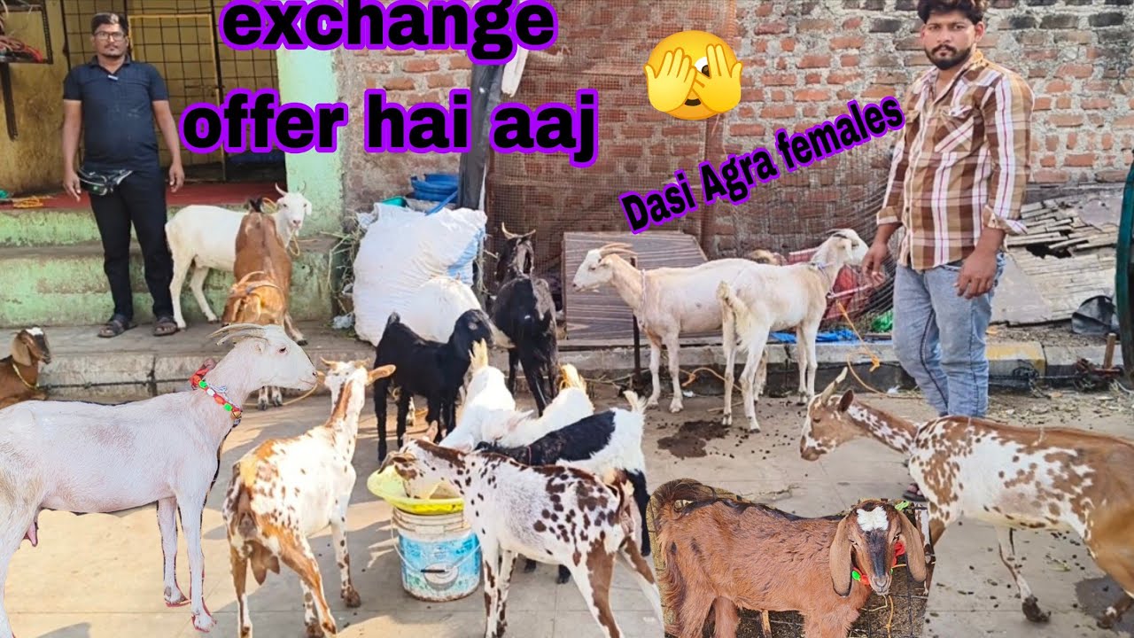 Aaj exchange offer hai super express goat farm per dasi Agra females available in Hyderabad 