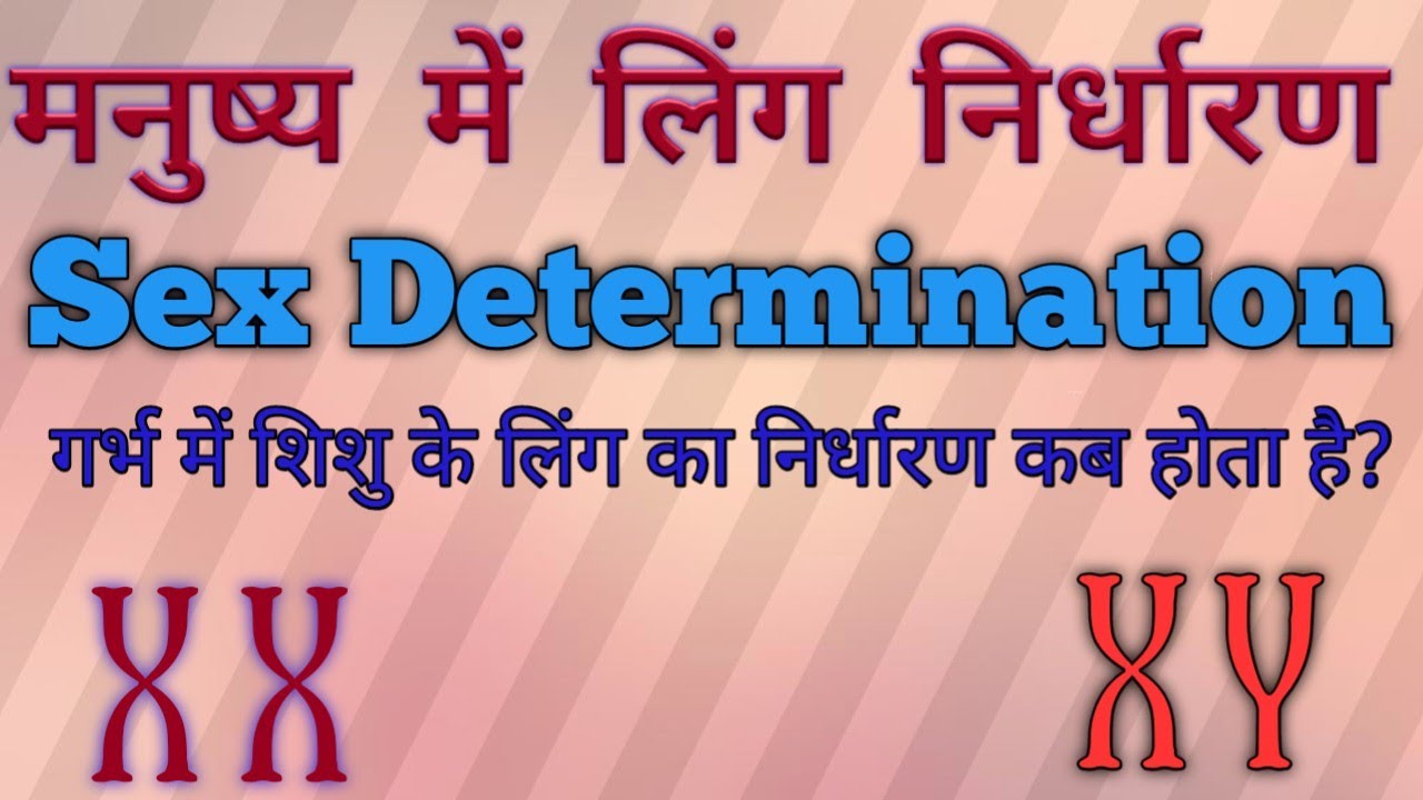 sex Determination in Humans (Class 10th and 12th) । मनुष्य में लिंग निर्धारण।