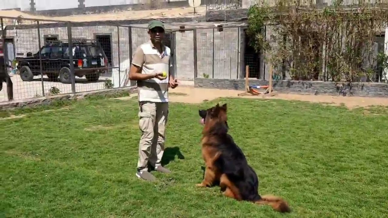Paul Hoff's team with the dog N at his farm vom cairo kennel